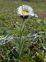 hairy-daisy-rob